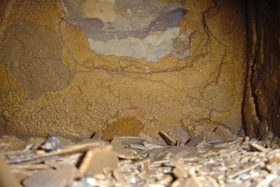 Amerec Commercial Steam Generator Lime